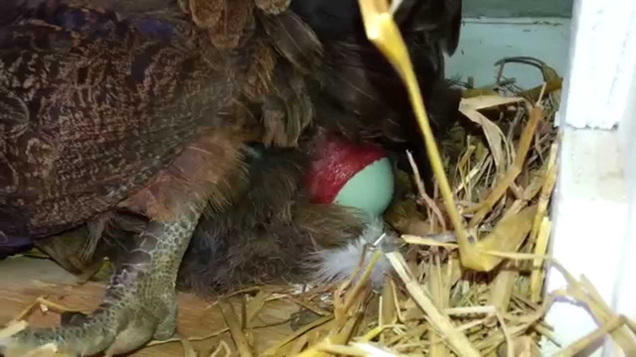 Chicken Laying An Egg Youtube Chicken Laying An Egg Youtube