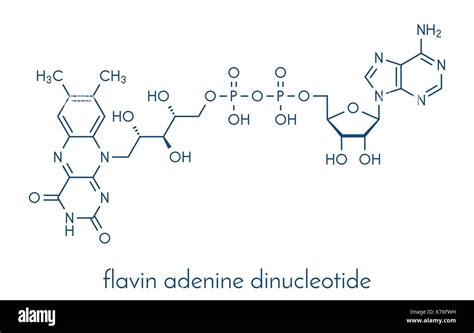 Flavin Adenine Dinucleotide