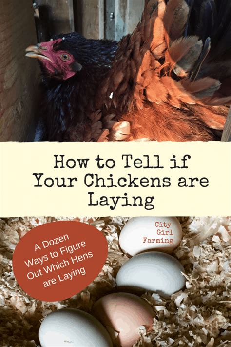 How To Tell If Your Chickens Are Laying City Girl Farming Sustainable Living For Regular People How To Tell If Your Chickens Are Laying City Girl Farming Sustainable Living For Regular People