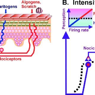 Itch Theories A Selectivity Similar To Population Coding B Itch Theories A Selectivity Similar To Population Coding B