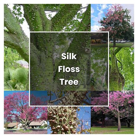 Silk Floss Tree Care
